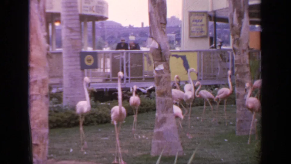 1964 Flushing Meadows home-movie frame showing flamingos in a grassy enclosure with palm trunks, shrubs, visitors, and a yellow display sign behind them.