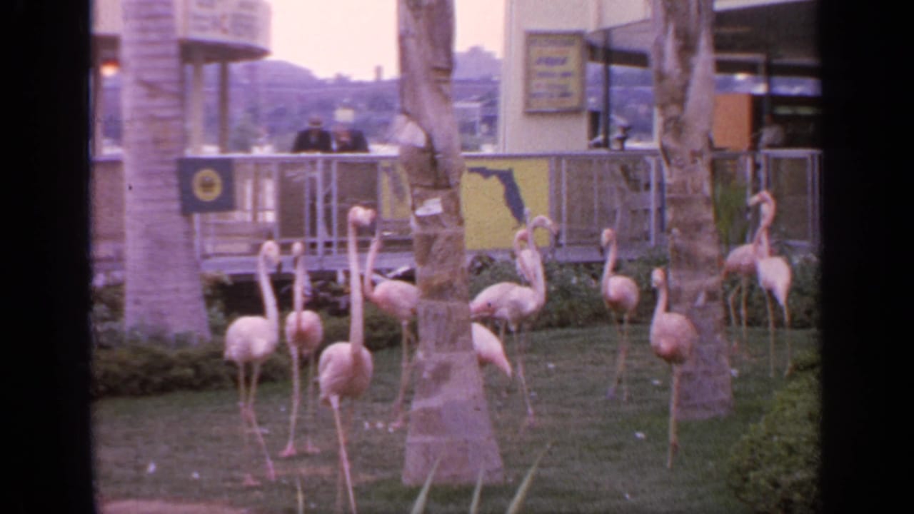 Several flamingos move through a grassy exhibit with palm trunks and a railing behind them.
