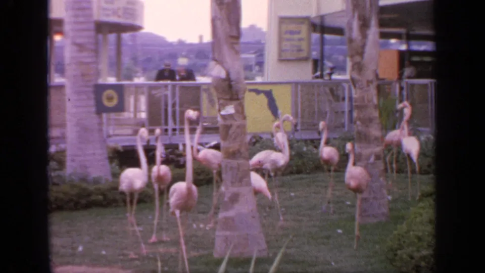 1964 Flushing Meadows frame of flamingos walking through a landscaped exhibit, with palm trees, railings, visitors, and a Florida-shaped sign in the background.