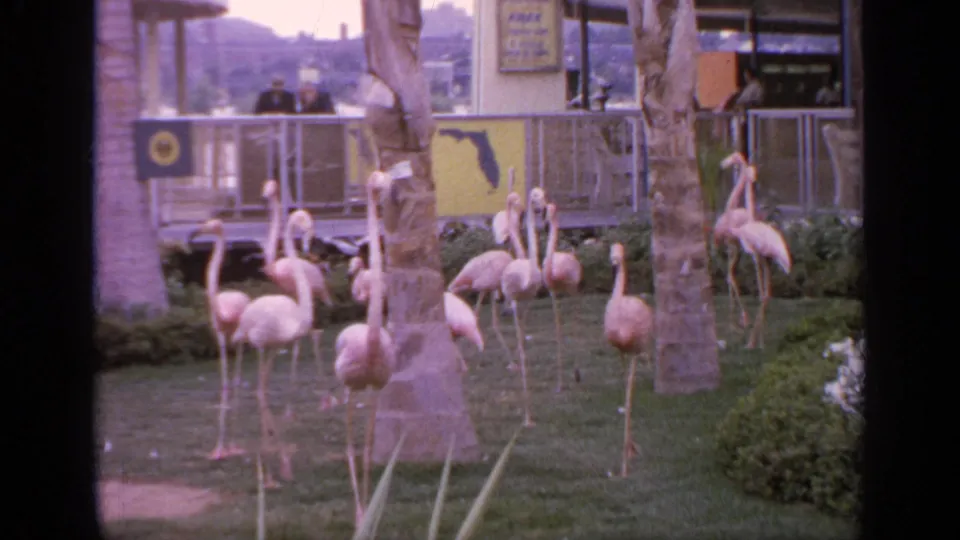 1964 Flushing Meadows home-movie still showing flamingos clustered near palm trunks, with shrubs, railing, visitors, and exhibit signage behind them.