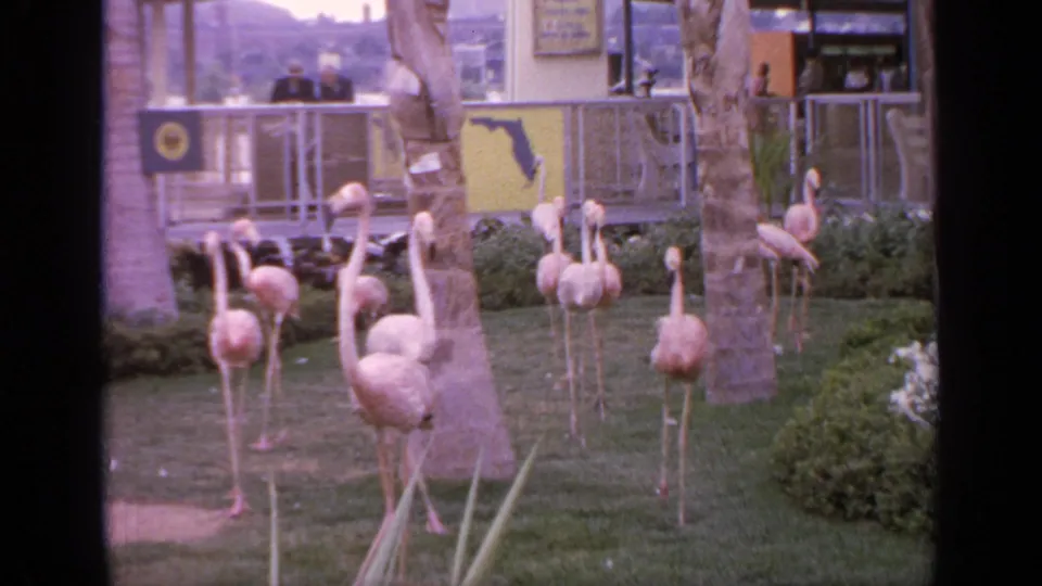 1964 Flushing Meadows frame with flamingos spread across grass, palm trunks in the foreground, shrubs at right, and visitors behind a railing.