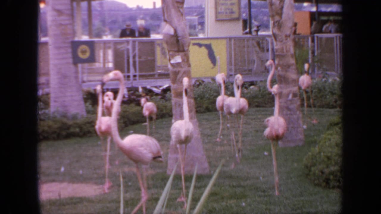 Pink flamingos standing on a green lawn with palm trunks, railing, visitors, and yellow Florida signage behind them.