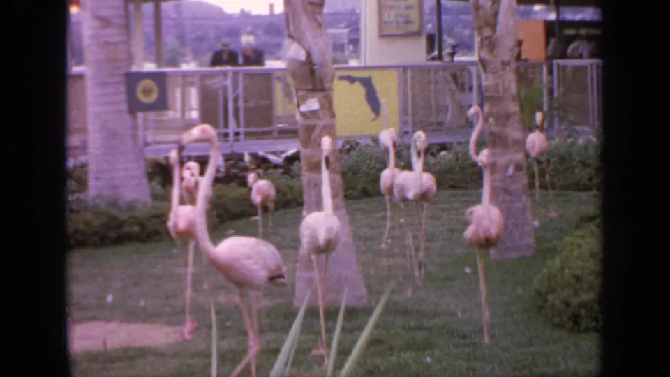 1964 Flushing Meadows home-movie frame of pink flamingos in a landscaped exhibit with visitors watching from a raised railing.