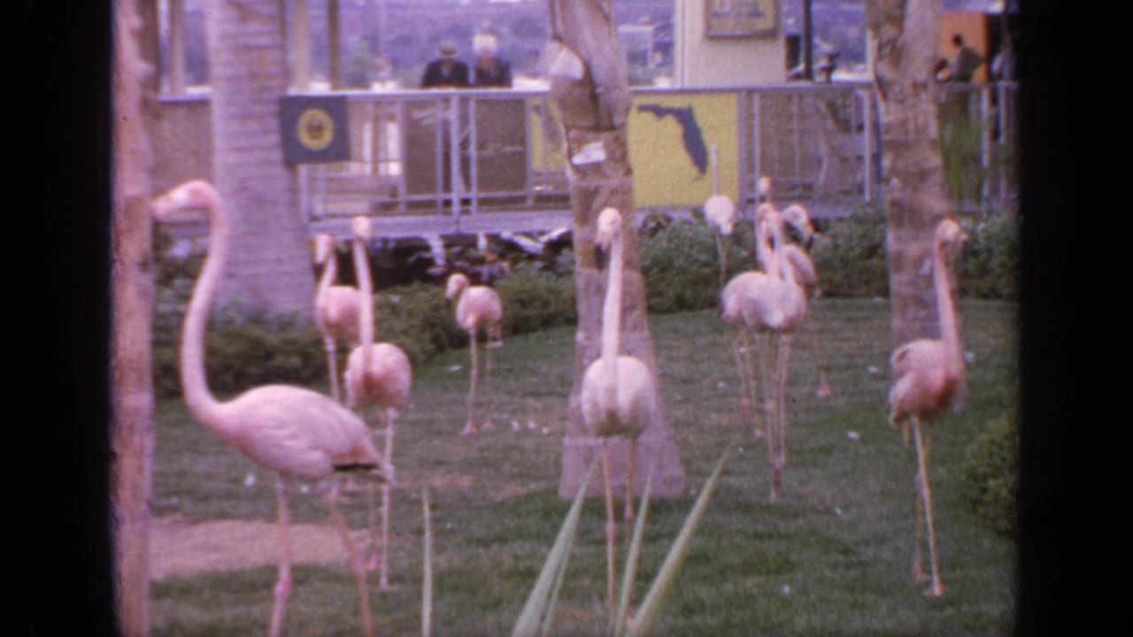 1964 Flushing Meadows frame with a foreground flamingo and a group of flamingos on landscaped grounds below visitors and Florida signage.