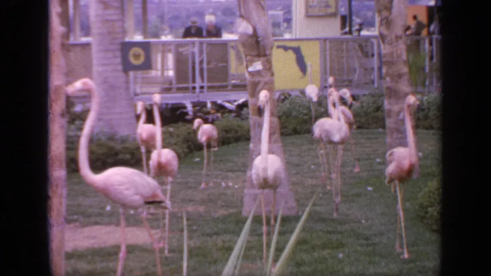 1964 Flushing Meadows frame with a foreground flamingo and a group of flamingos on landscaped grounds below visitors and Florida signage.