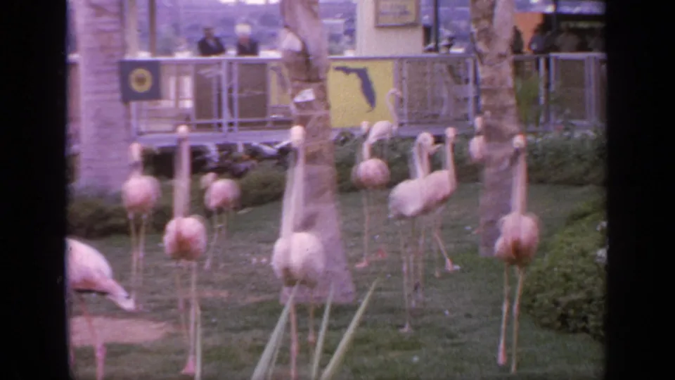 1964 Flushing Meadows home-movie frame showing flamingos crossing a green exhibit lawn beneath palm trunks and a visitor railing.