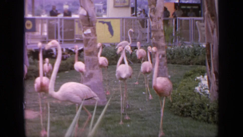 1964 Flushing Meadows frame of flamingos clustered on exhibit grounds, with shrubs, palm trees, visitors, and Florida signage in back.
