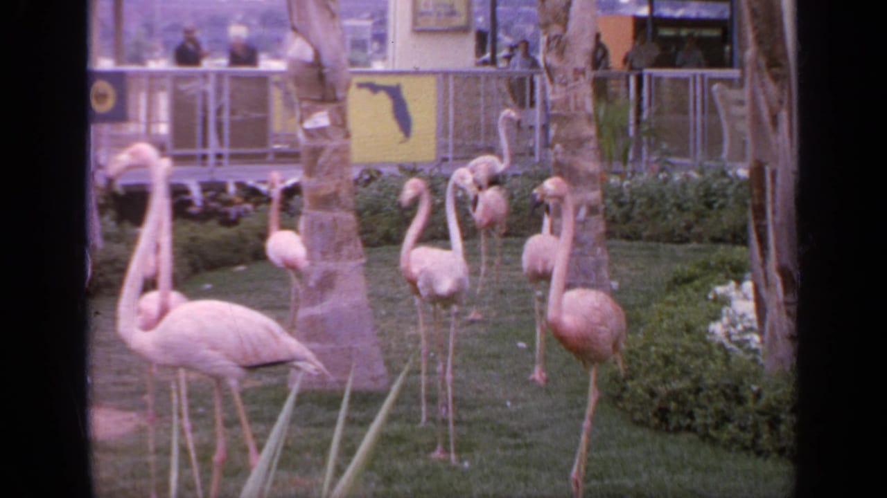 Pink flamingos stand and walk on grass near palm trunks and metal railings.