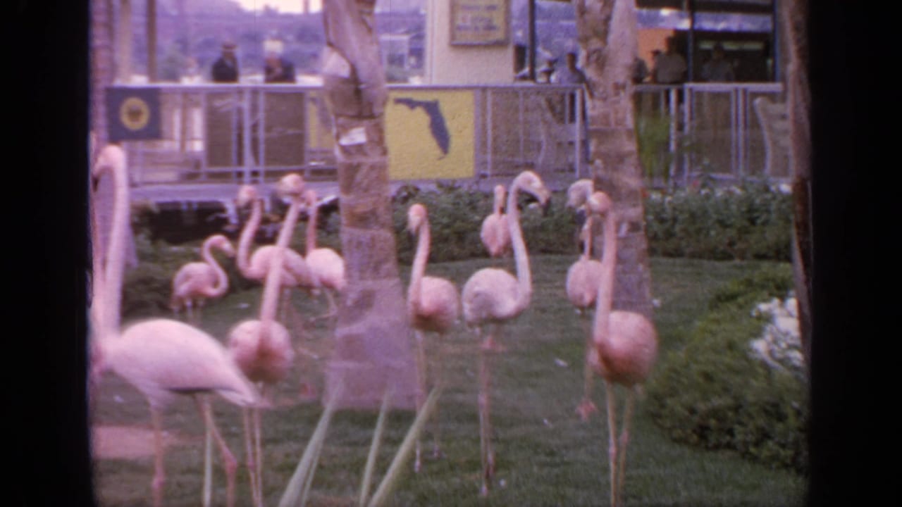 Several flamingos move across a grassy enclosure with visitors behind railings.