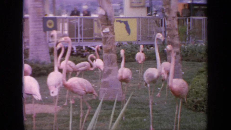 Home-movie frame of flamingos clustered in a grassy Flushing Meadows enclosure, with railings, signage, and visitors in back.