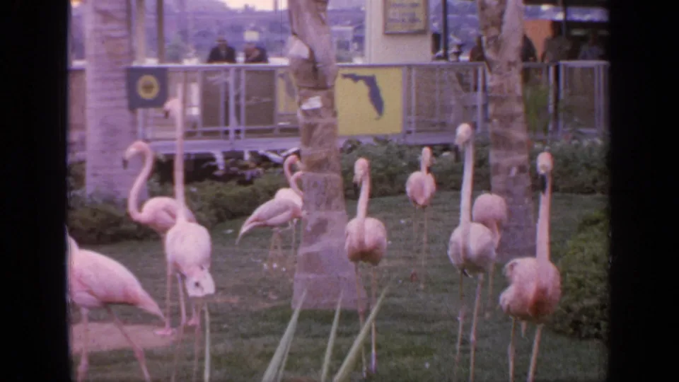 1964 Flushing Meadows frame showing flamingos spread across a landscaped enclosure with public viewing railings behind them.