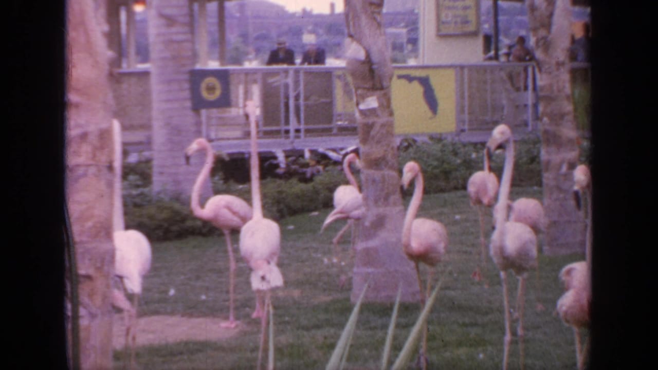 Pink flamingos stand and walk in a grassy fenced exhibit with palm trunks and signage behind them.
