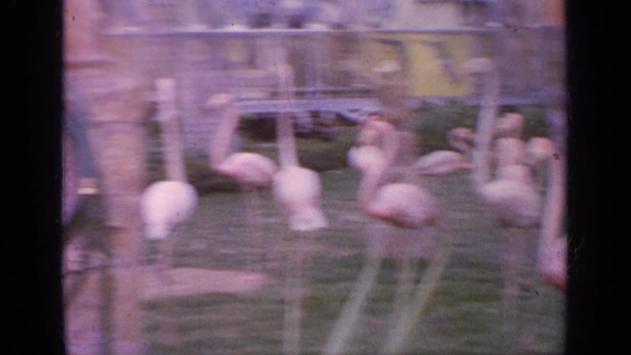 Blurred handheld view of flamingos moving in a grassy enclosure behind fencing.
