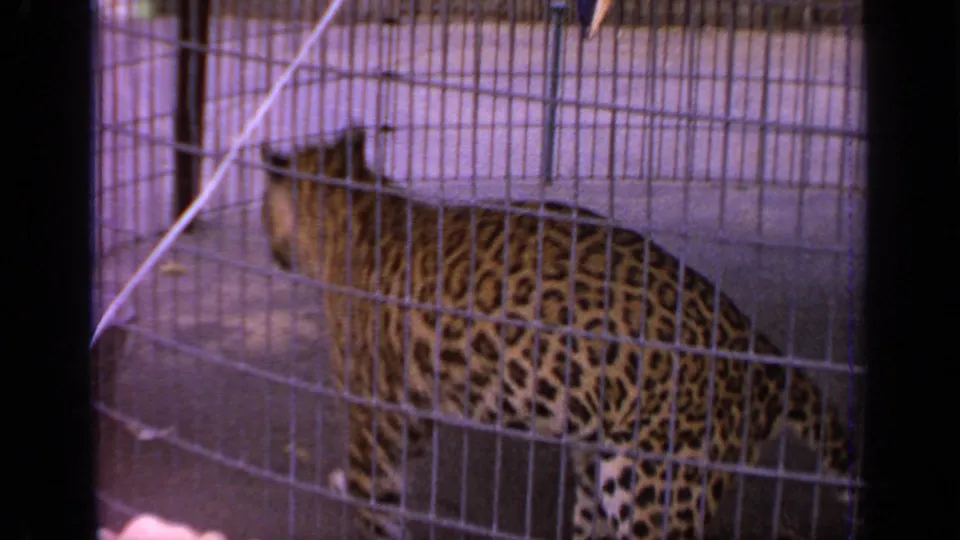 A spotted jaguar moves through a wire mesh zoo enclosure in visitor-shot 1964 footage.