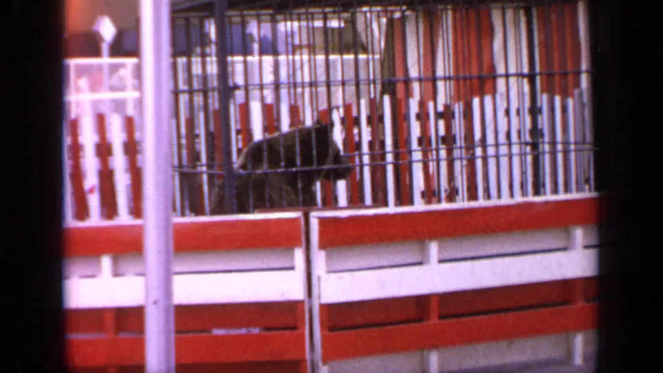 A dark animal form is visible behind metal bars with red and white fencing in the zoo area.