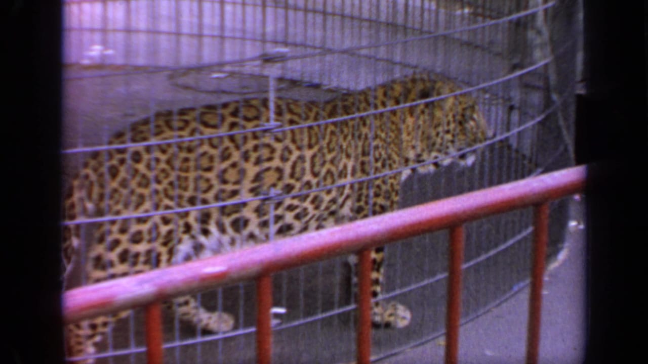 1964 Flushing Meadows frame of a spotted leopard walking along a wire enclosure, viewed past a red rail.