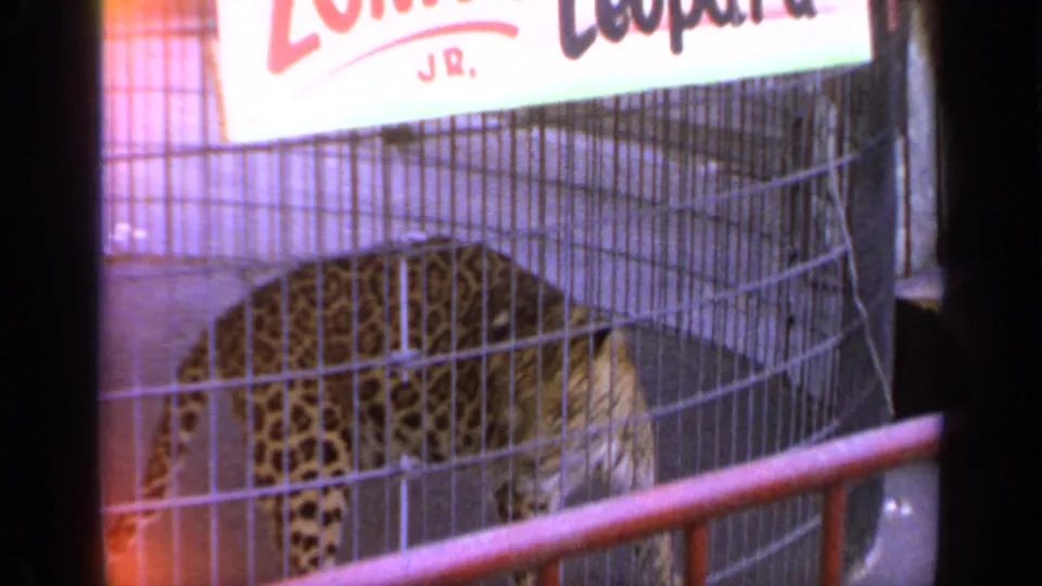 Visitor-shot 1964 Flushing Meadows frame with a leopard in a cage below a partially visible sign and foreground rail.