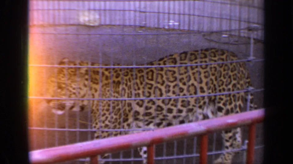 1964 Flushing Meadows frame showing the leopard side-on in a wire enclosure, with soft 8mm color and red rail in front.