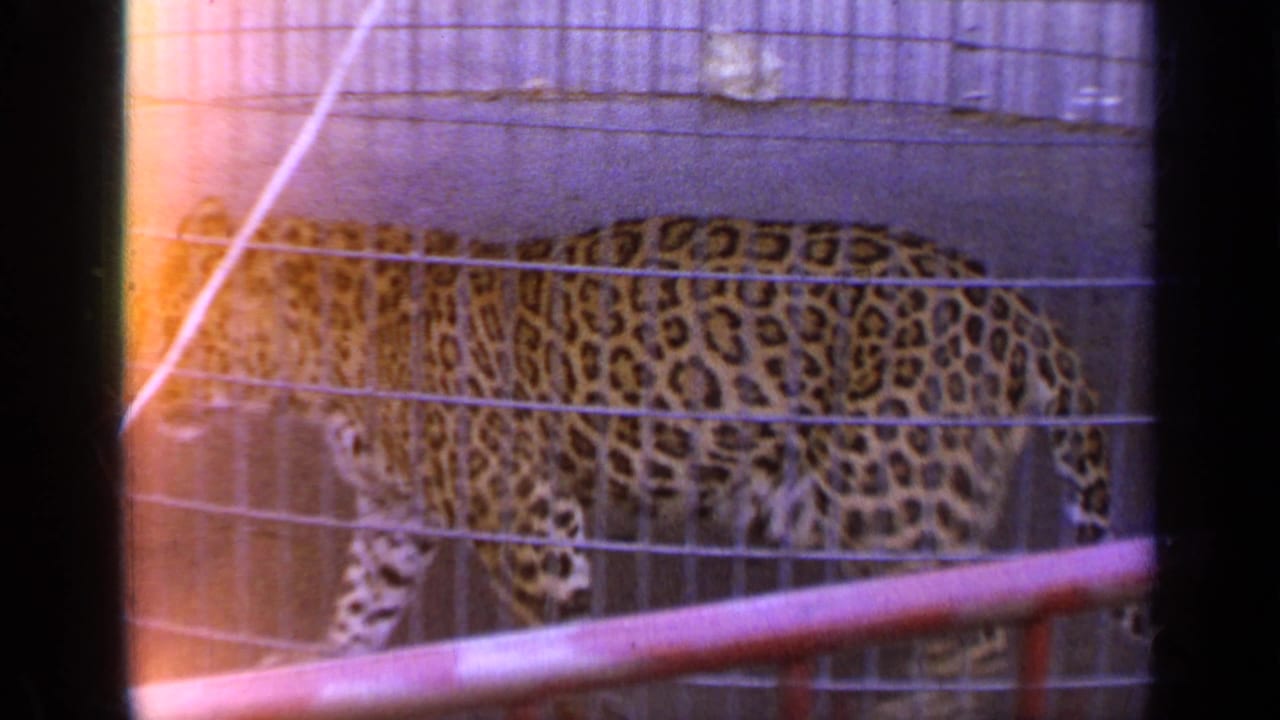 Leopard pacing behind wire fencing in a zoo enclosure.