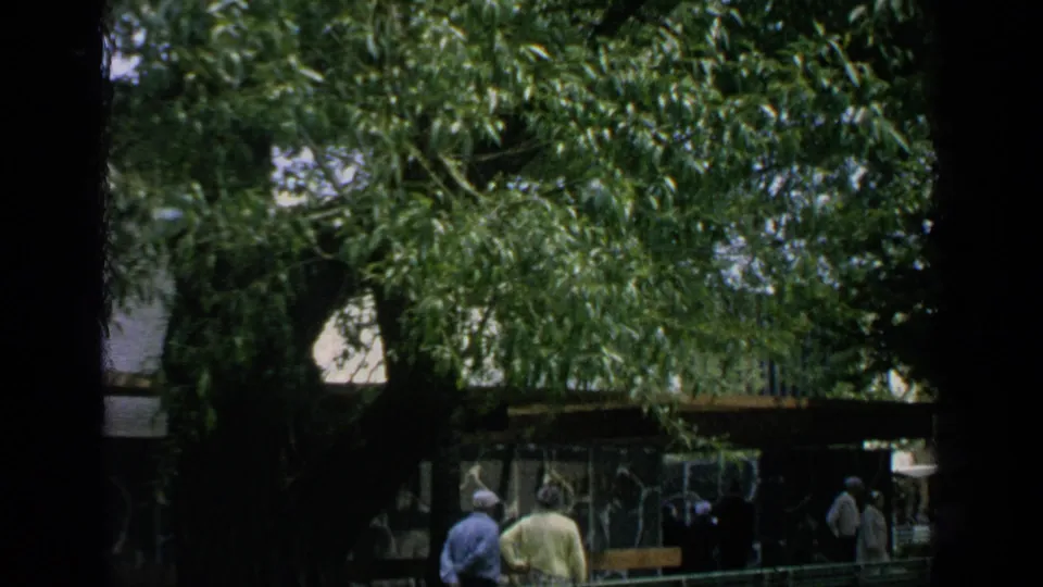 Shaded Flushing Meadows fair walkway with distant visitors, benches, and dense green trees in 1964 home-movie footage.