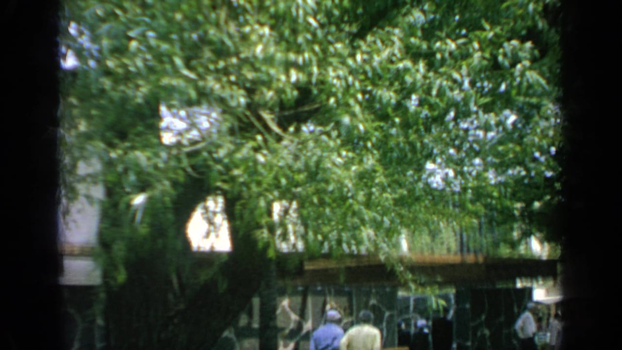 Tree-shaded walkway with pedestrians and modern structures in the background.