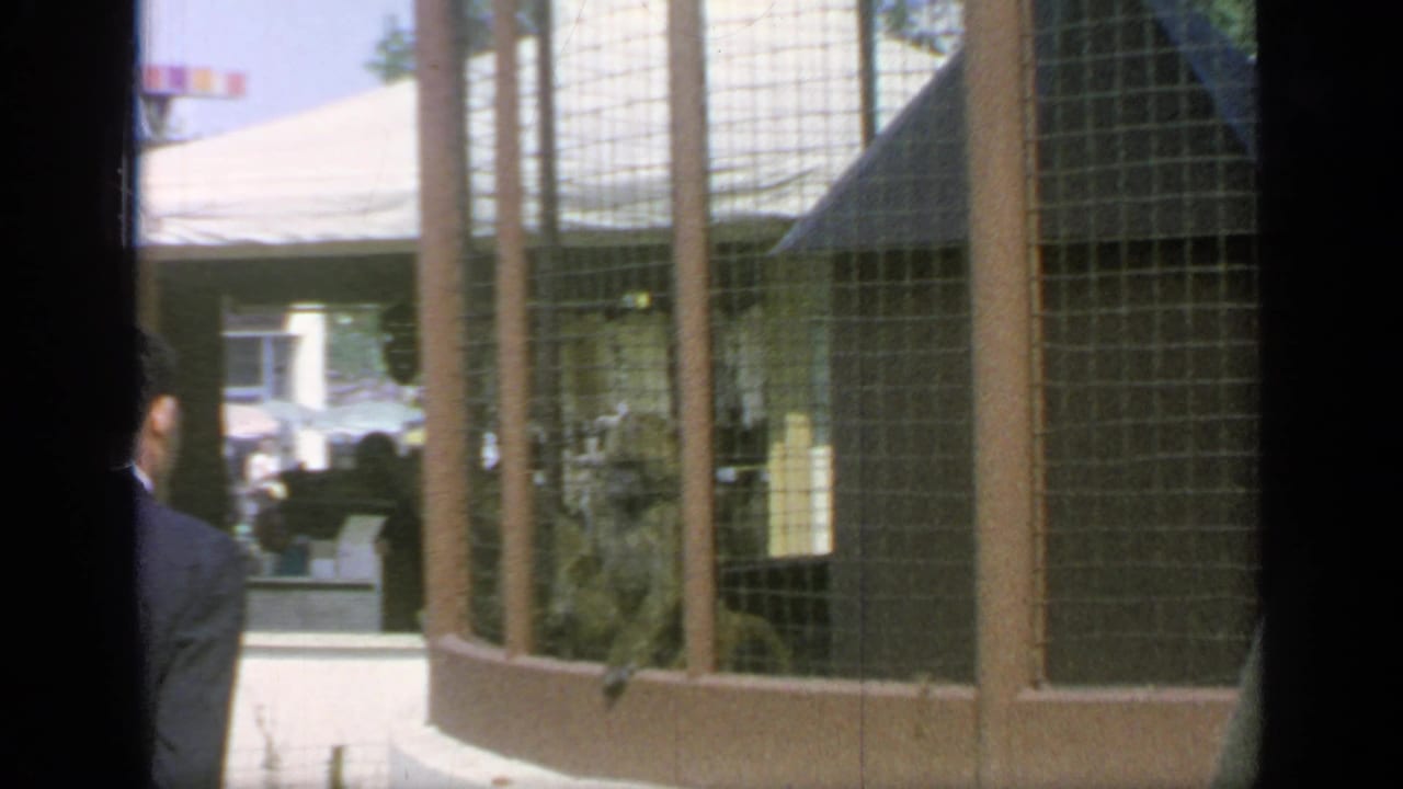 Suited visitor stands beside a wire-mesh monkey enclosure in a sunlit public animal area.