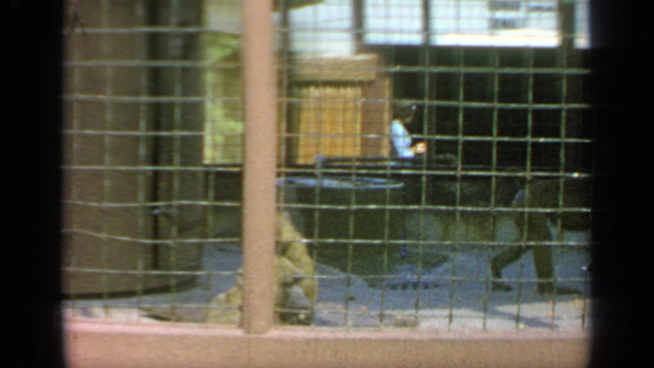Monkey enclosure seen through wire mesh with a primate near the back and signage in the background.
