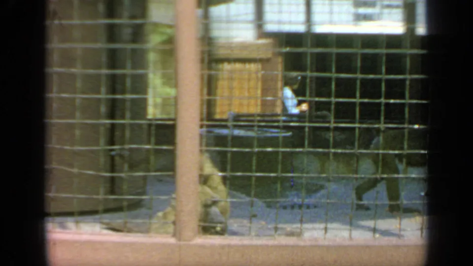 A 1964 Flushing Meadows animal enclosure is filmed through wire mesh, with a monkey near the rear and signs or display panels behind it.