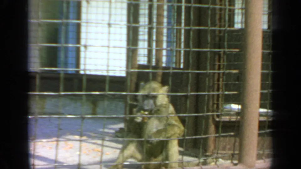 A monkey sits close to the wire-mesh fence inside the Flushing Meadows animal enclosure, with enclosure bars and fixtures nearby.