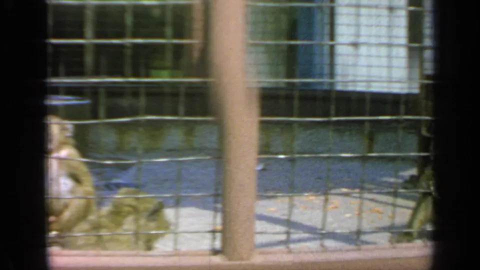 A monkey lies or rests behind wire mesh in the 1964 Flushing Meadows animal display, with another partially visible figure at the frame edge.