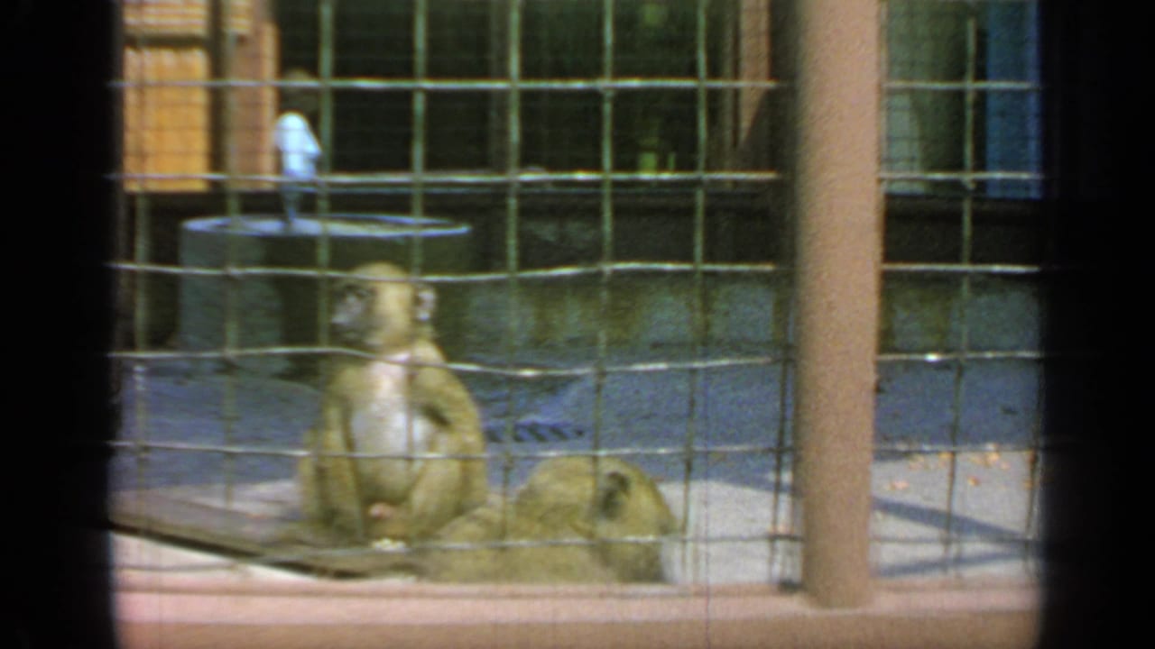 Monkey sitting behind wire mesh in a zoo enclosure with another monkey lying nearby.