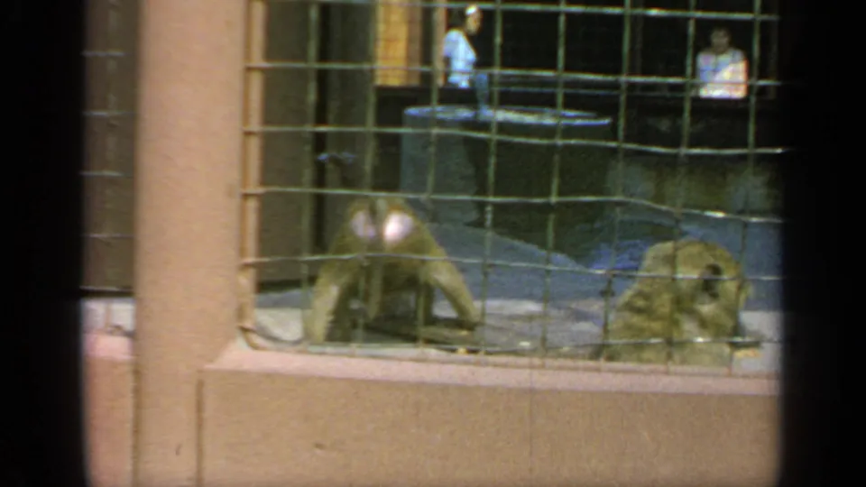 1964 Flushing Meadows frame of two monkeys inside a wire-mesh zoo enclosure, with distant visitors visible in the background.