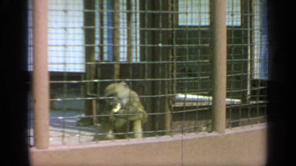 1964 Flushing Meadows 8mm frame showing a crouched monkey behind wire mesh near a metal pipe or rail inside the enclosure.