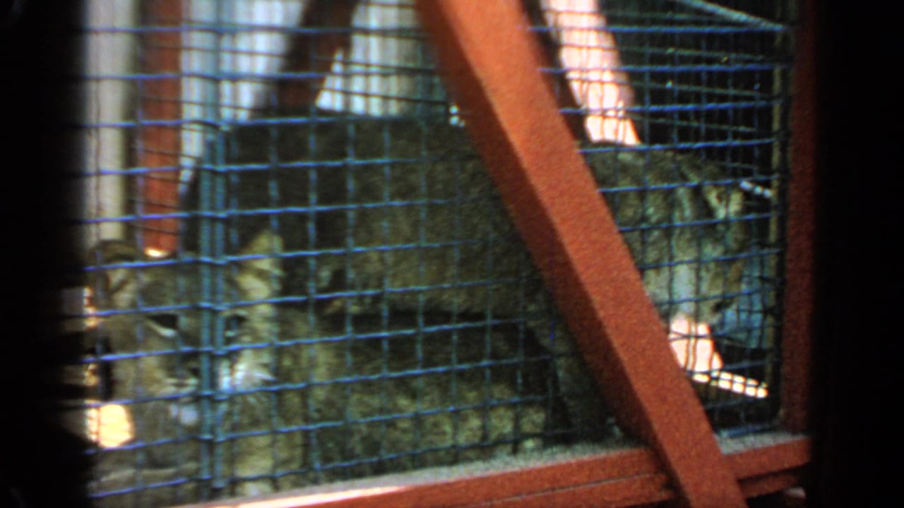 Caged large animal at left with dancers and spectators visible across a courtyard.