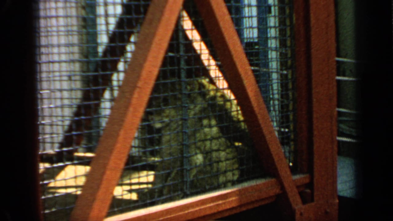 Baboons sit behind wire mesh and red triangular cage supports.