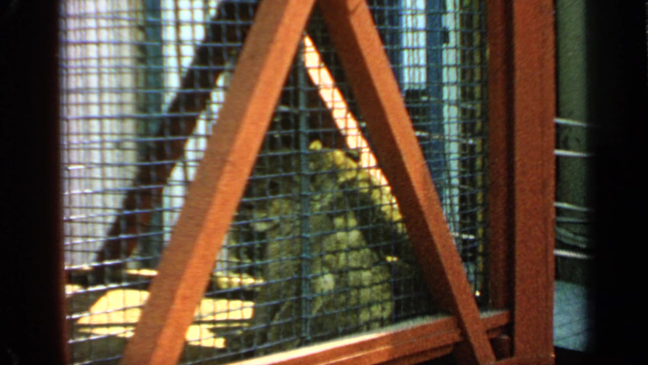 1964 Flushing Meadows frame with baboons partly shaded behind wire mesh and red enclosure supports.