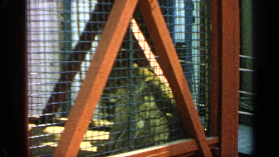 Visitor-shot 1964 Flushing Meadows frame showing baboons in a shaded mesh enclosure with red structural framing.