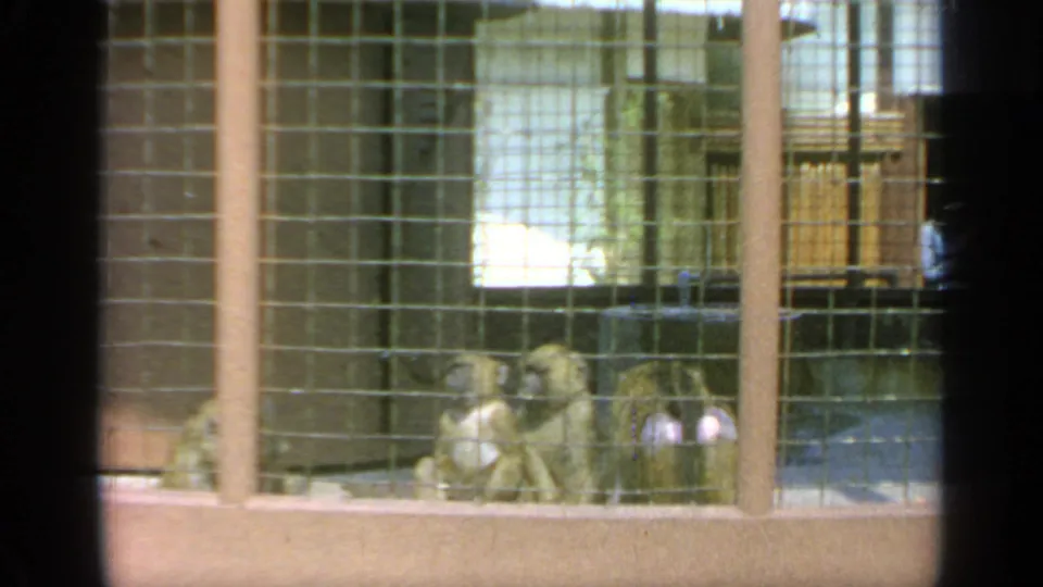 1964 Flushing Meadows frame showing several baboons seated behind a broader wire-mesh enclosure area.