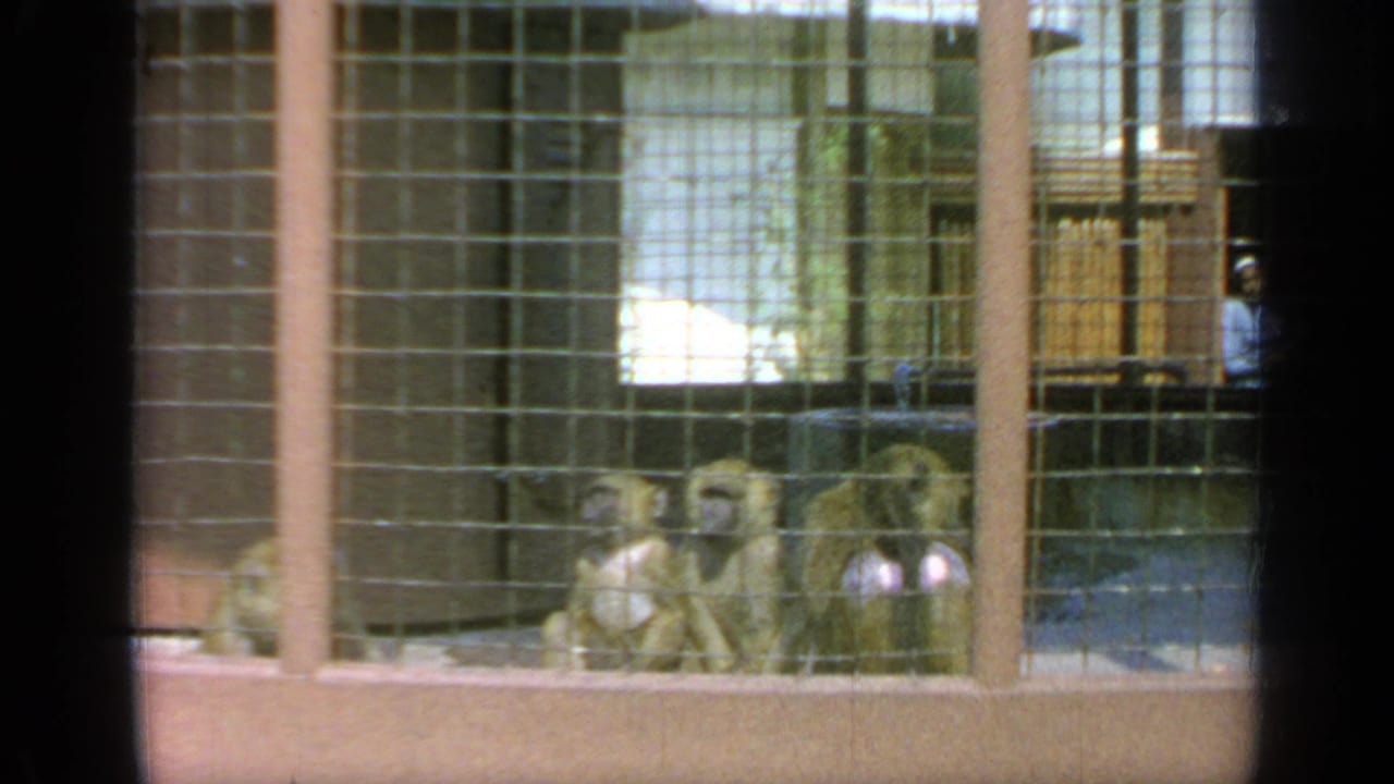 Monkeys sit behind wire mesh in a cage with brick walls and metal framing.