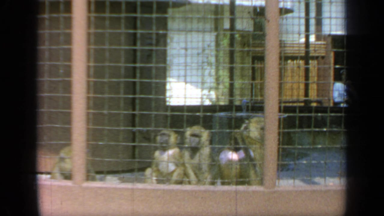 Several monkeys sit behind a gridded cage with a person partly visible in the background.