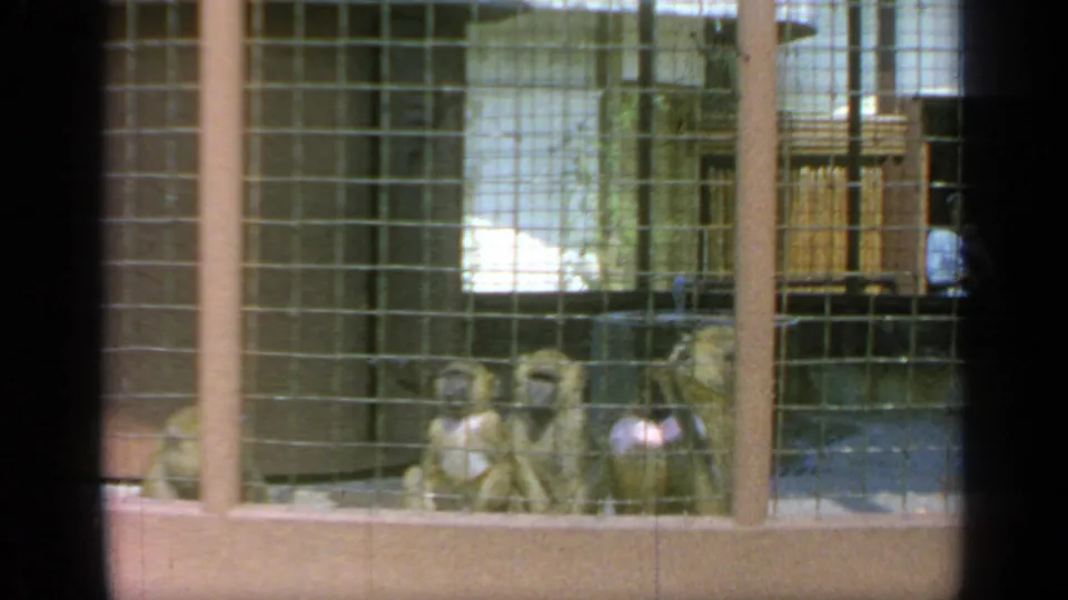 Monkeys in a wire enclosure at Flushing Meadows in 1964, with a distant person in a light shirt visible beyond the cage.