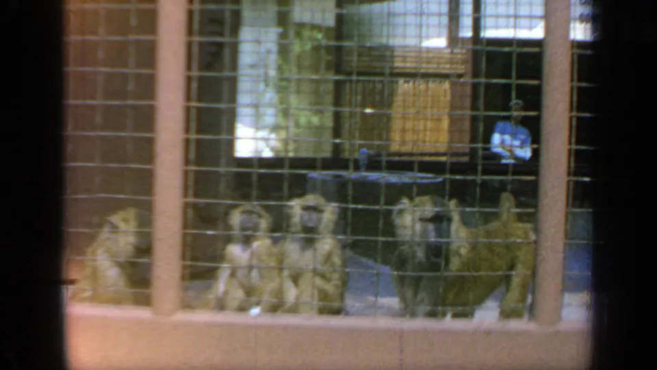 1964 8mm frame of monkeys seated along a cage ledge, filmed through wire mesh in a Flushing Meadows animal display setting.