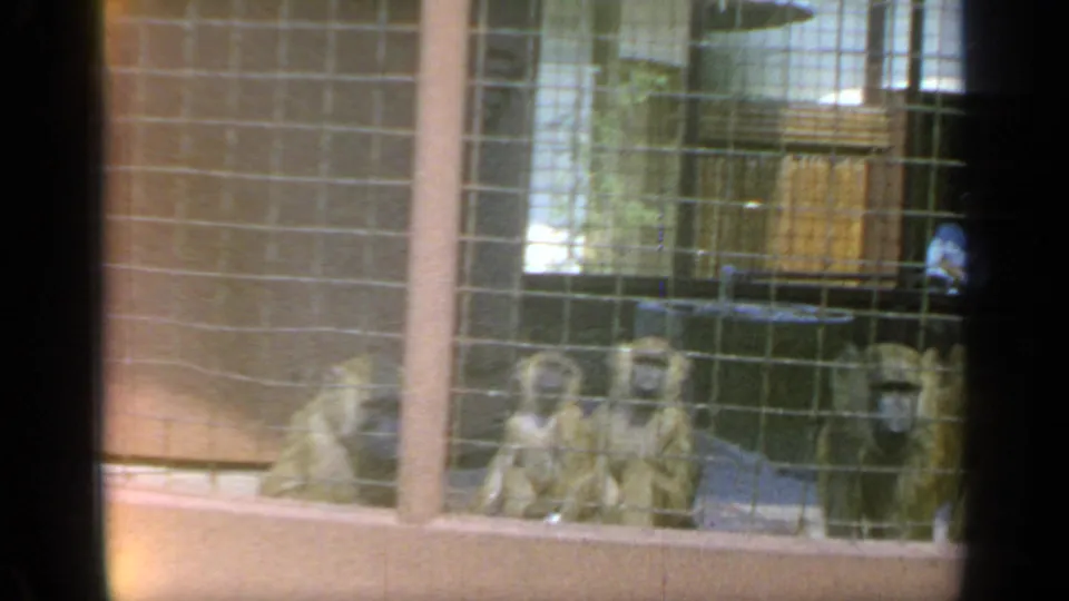 Final 1964 Flushing Meadows frame showing monkeys behind cage mesh, with brick structure and enclosure hardware visible.