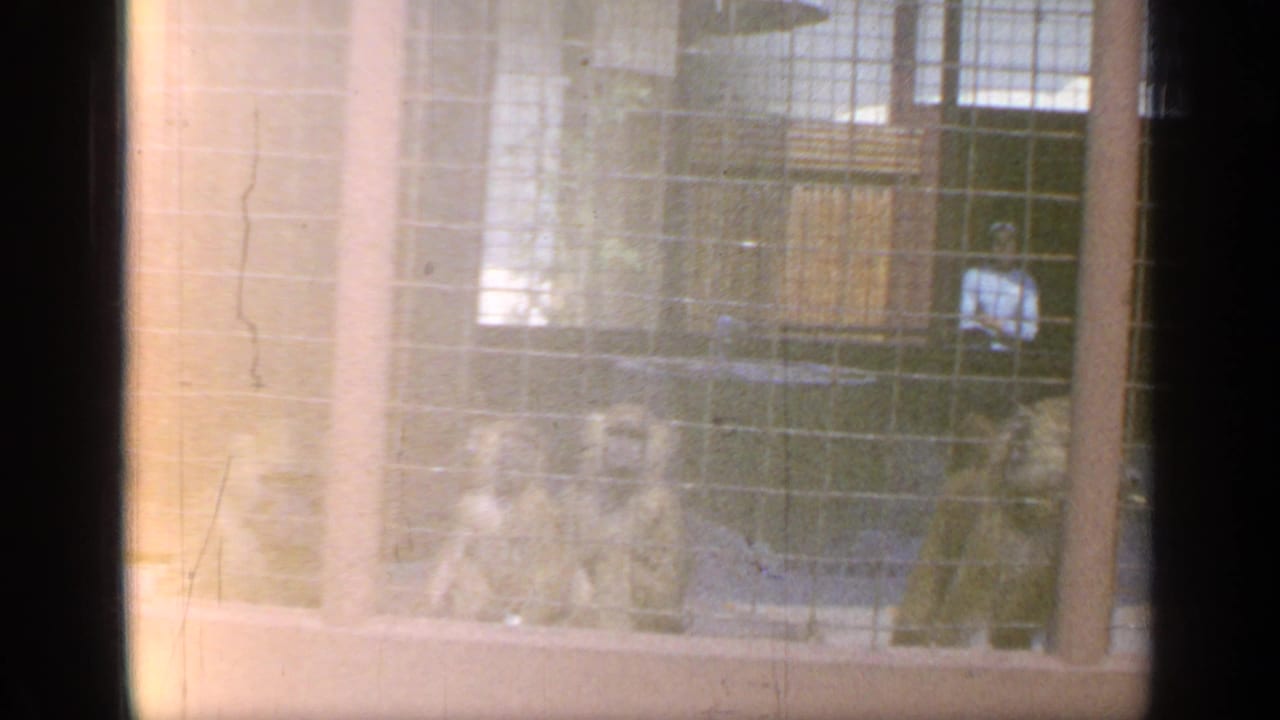 Monkeys sit behind wire mesh in a zoo enclosure with a visitor partly visible nearby.