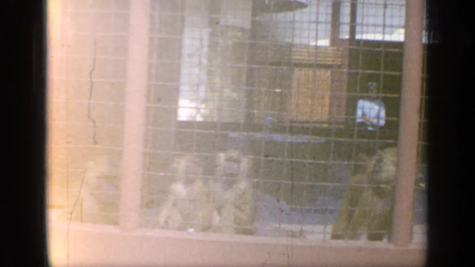 1964 Flushing Meadows zoo footage showing monkeys behind wire mesh while a visitor in a light shirt stands near the enclosure.