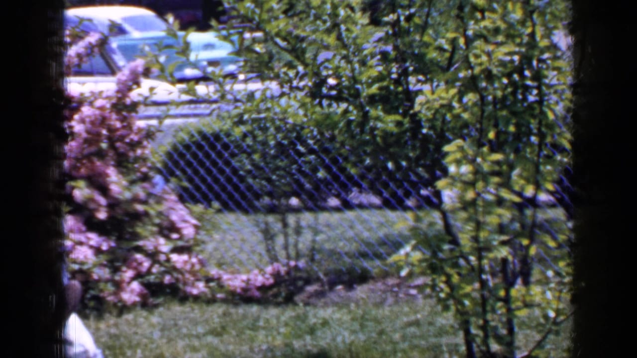 Backyard lawn with flowering shrubs, chain-link fence, trees, and parked cars beyond the yard.