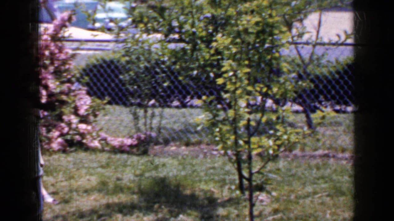 A 1965 Long Island backyard frame shows a young tree, flowering shrubs, chain-link fence, and lawn, with the lounge chair partly at the edge.