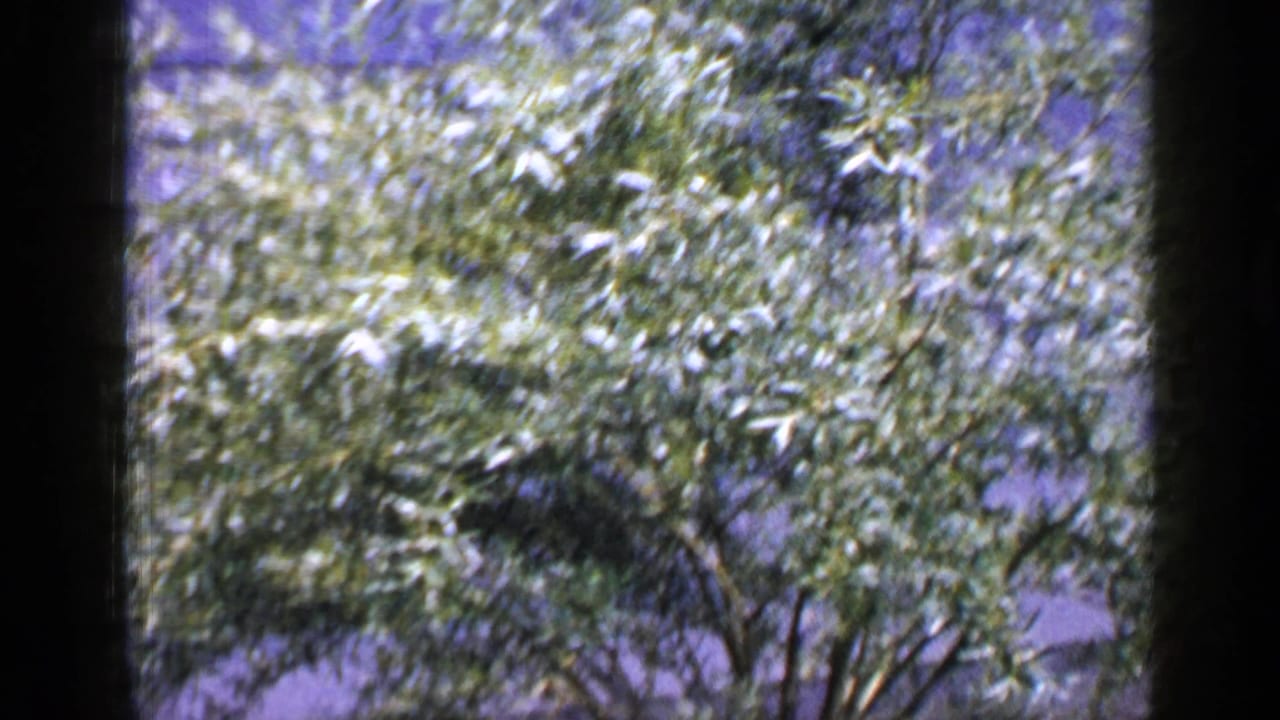 The final 1965 Long Island frame is mostly filled by moving leaves, with faint views of the garden, house, and seated man behind the foliage.