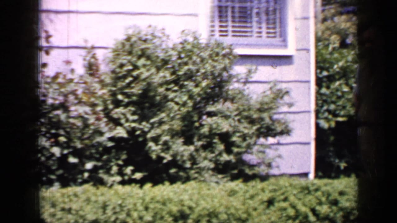 Shrubs and clipped hedge in front of a pale house with shuttered window.