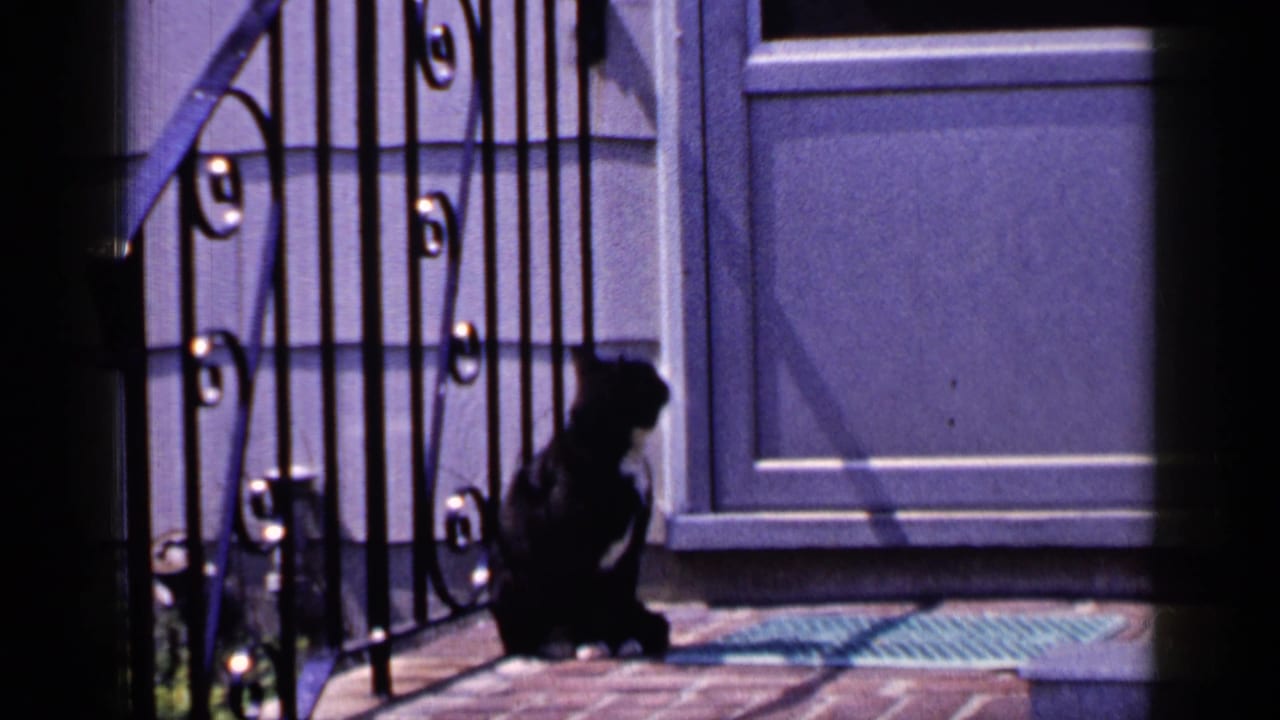 A black and white cat sits beside an iron gate near a blue-toned front door.